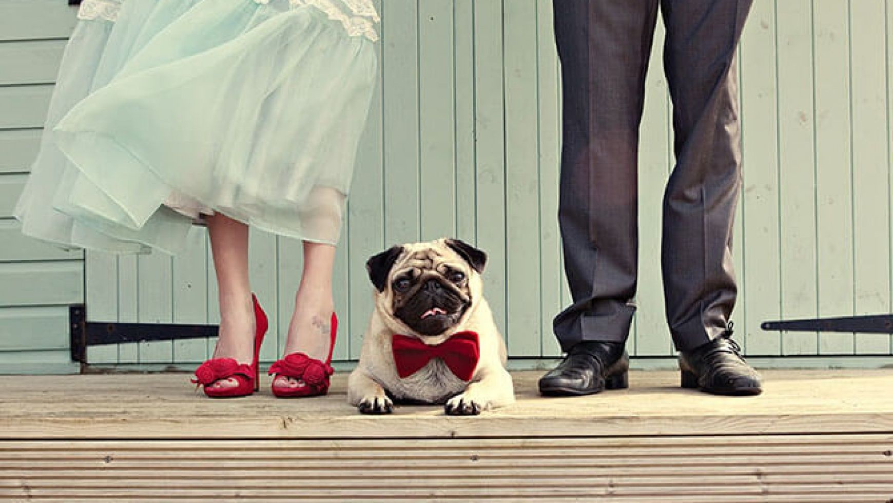 Las mascotas en las BODAS